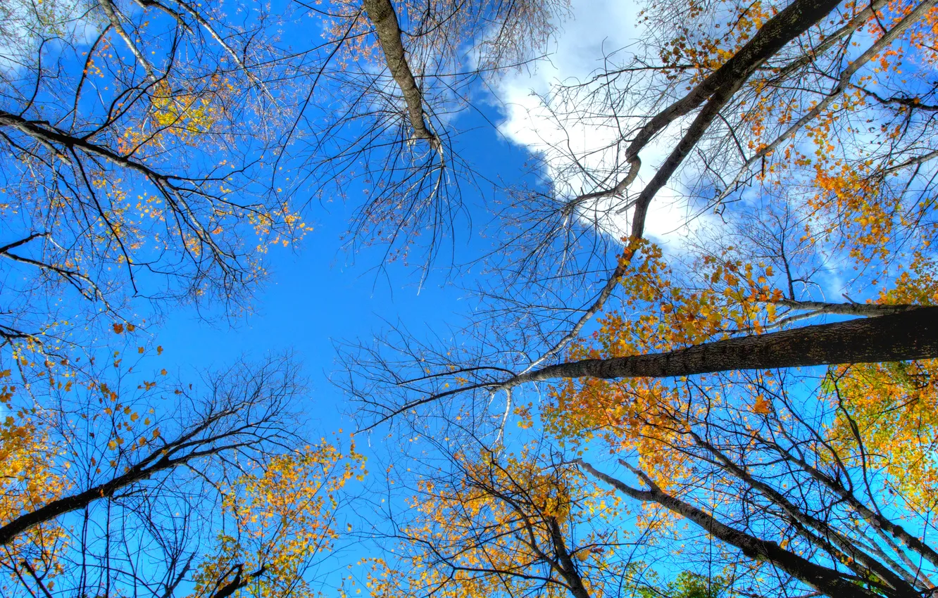 Photo wallpaper the sky, leaves, trees, trunk, crown