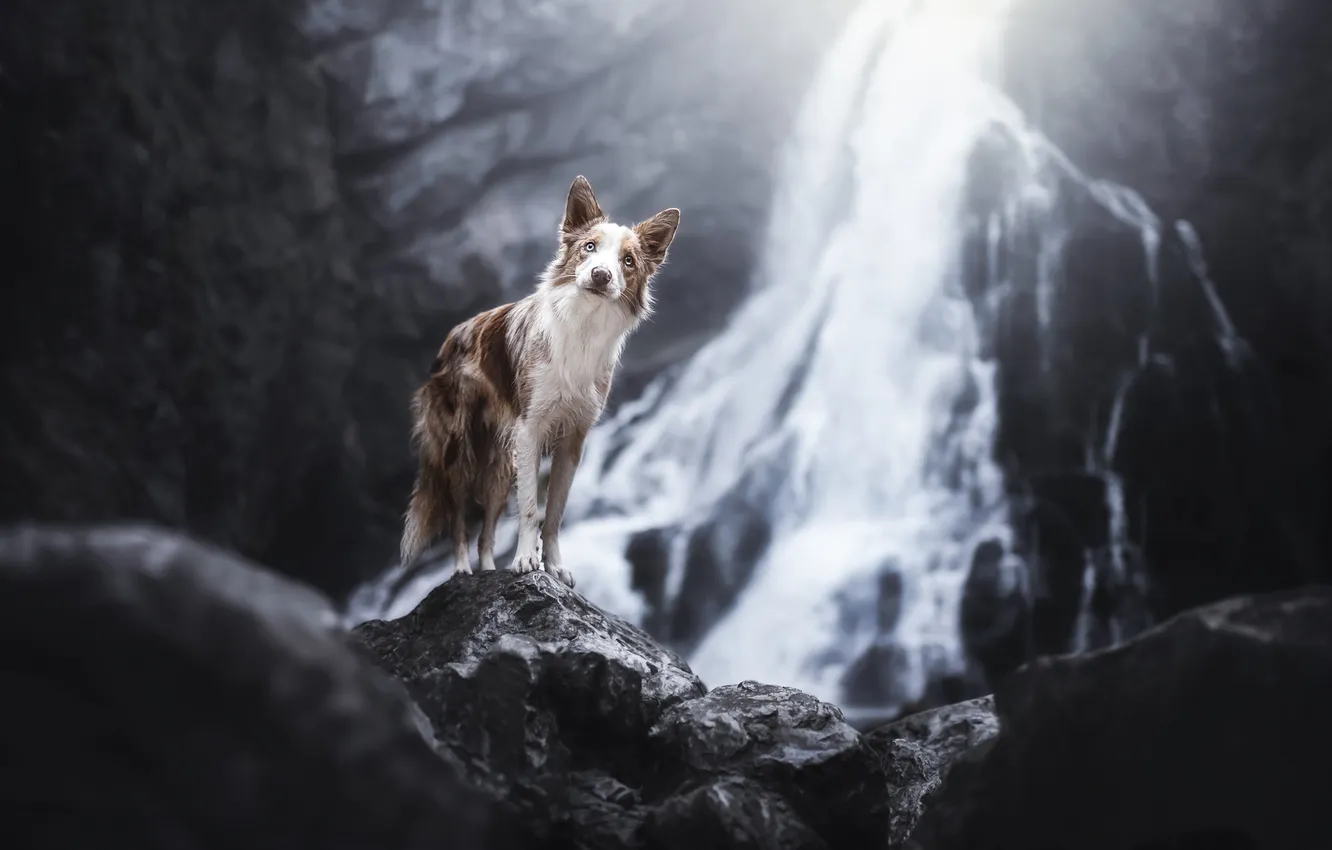 Photo wallpaper stones, waterfall, dog, The border collie