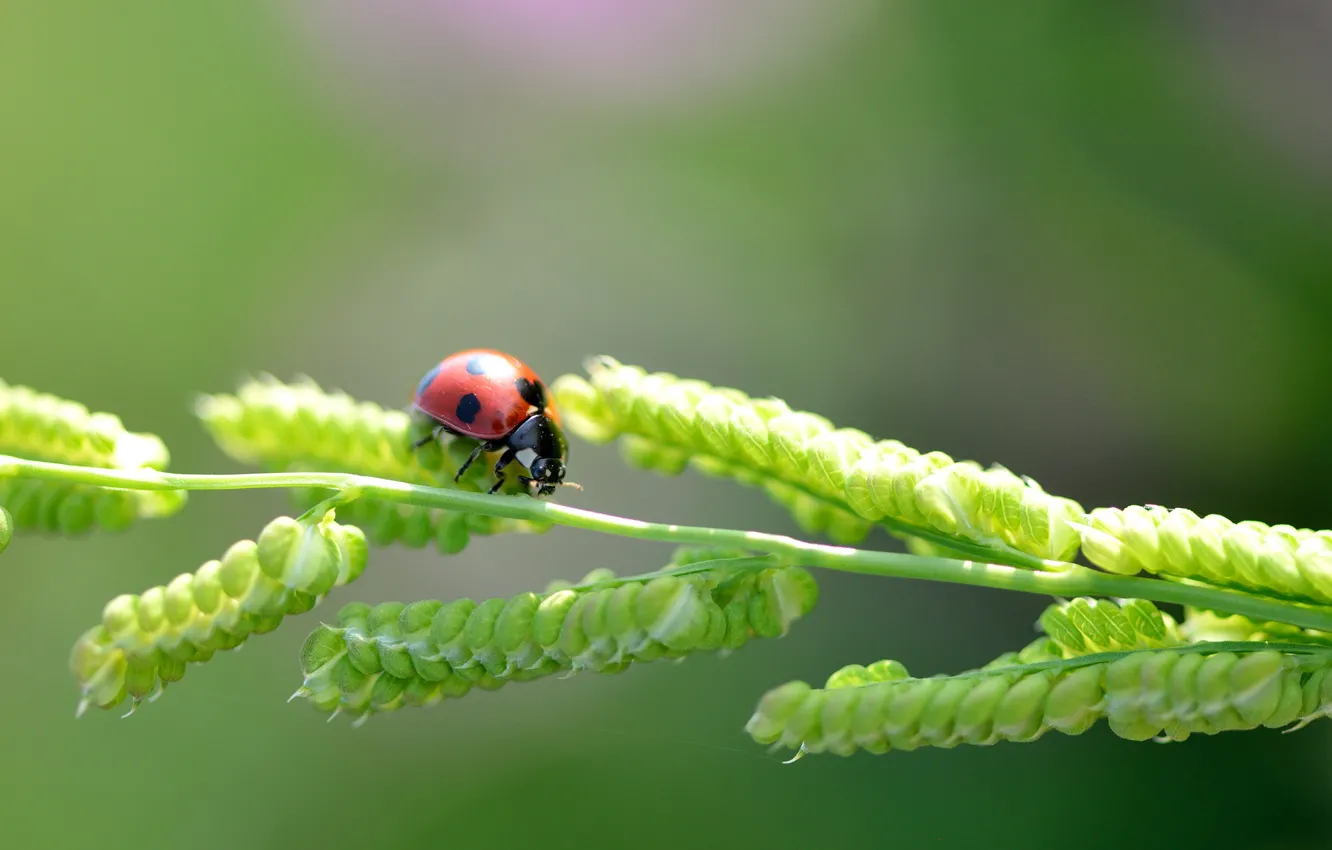 Photo wallpaper macro, ladybug, a blade of grass