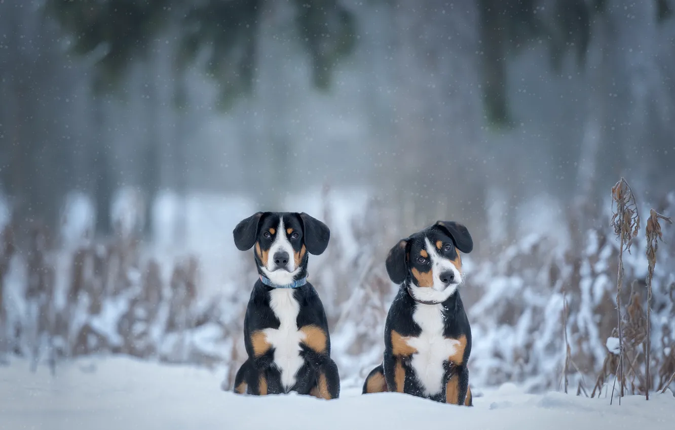 Photo wallpaper winter, snow, a couple, two dogs, The Entlebuch cattle dog, Irina Kovaleva
