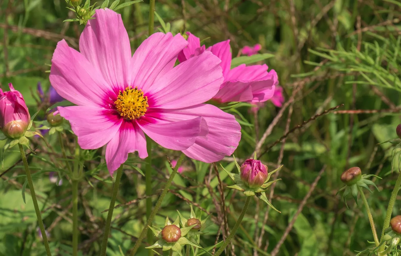 Photo wallpaper flowers, pink, buds, flowerbed, kosmeya