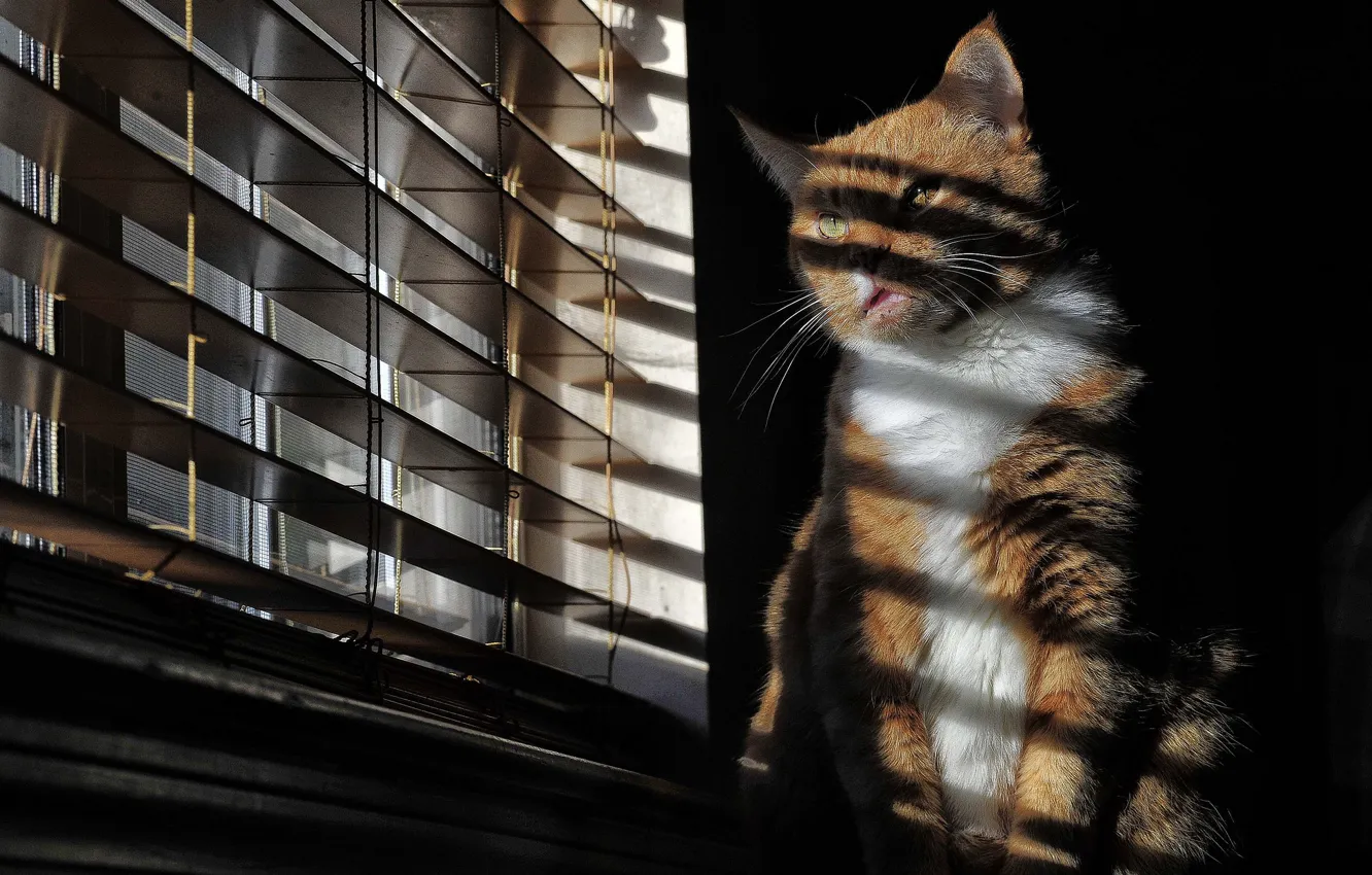 Photo wallpaper cat, cat, window, sitting