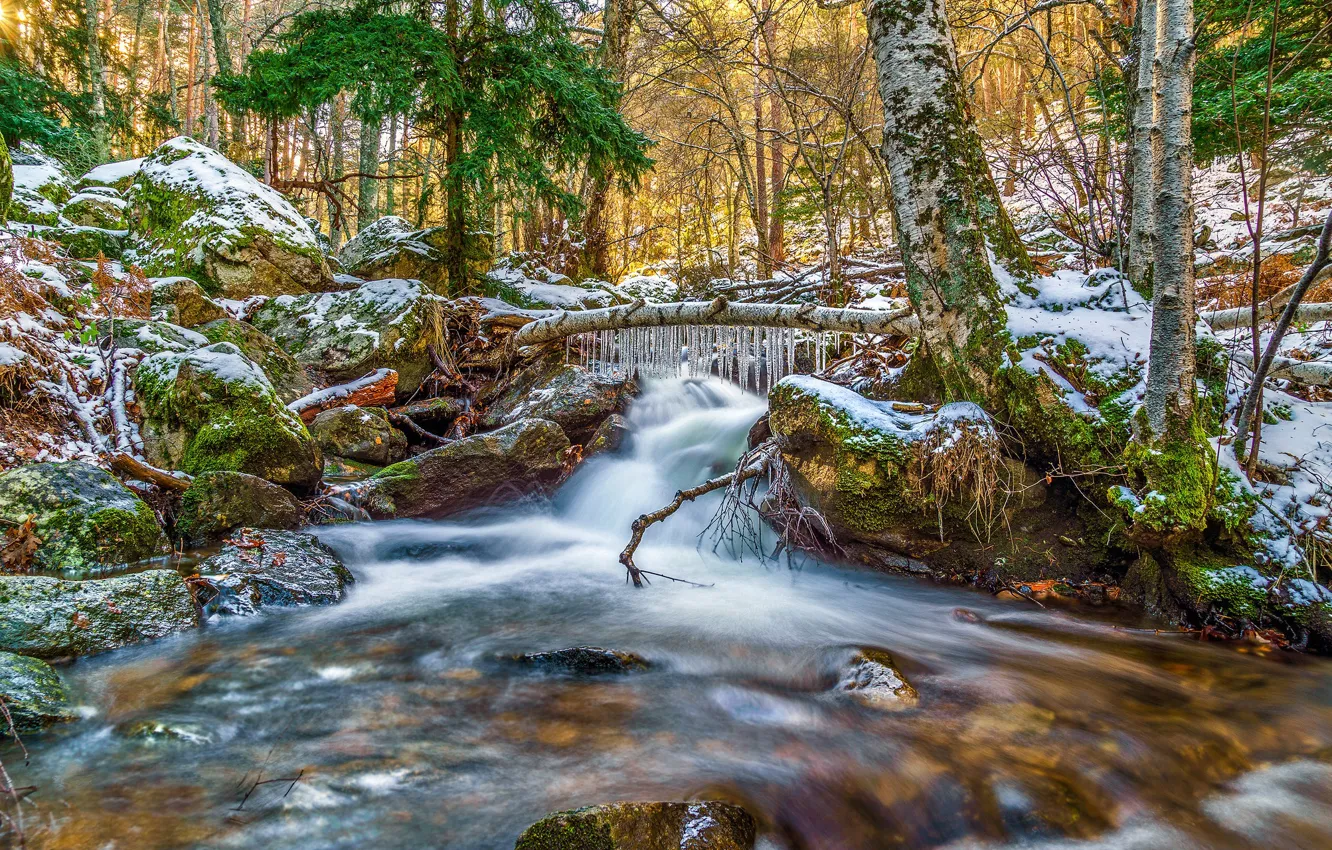 Photo wallpaper ice, winter, forest