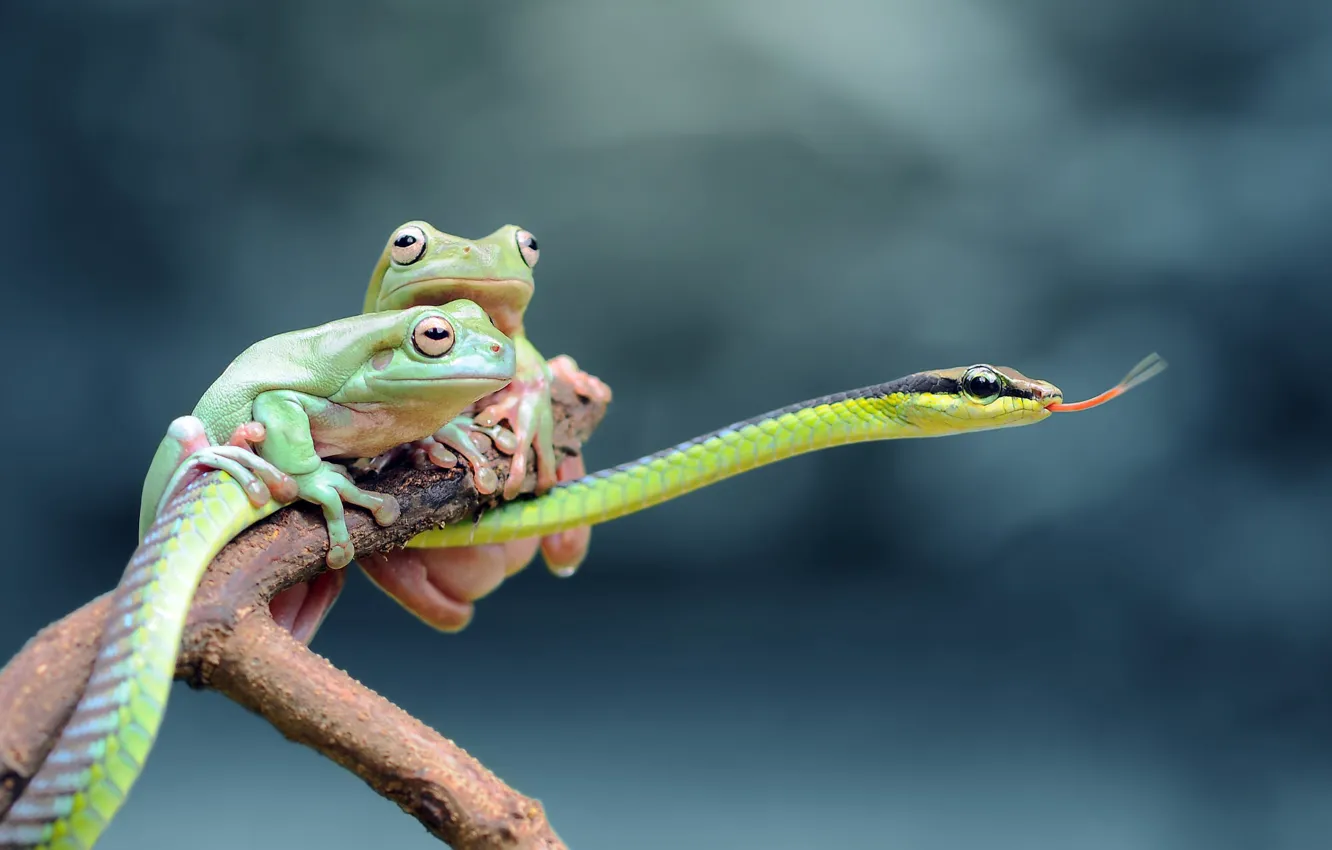 Photo wallpaper language, look, branches, background, together, snake, green, frogs