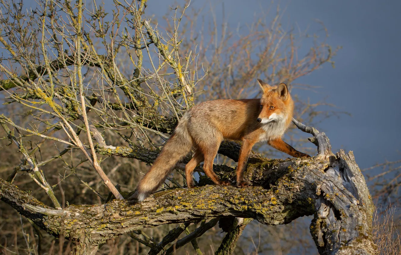 Photo wallpaper the sky, look, trees, branches, nature, pose, Fox, red