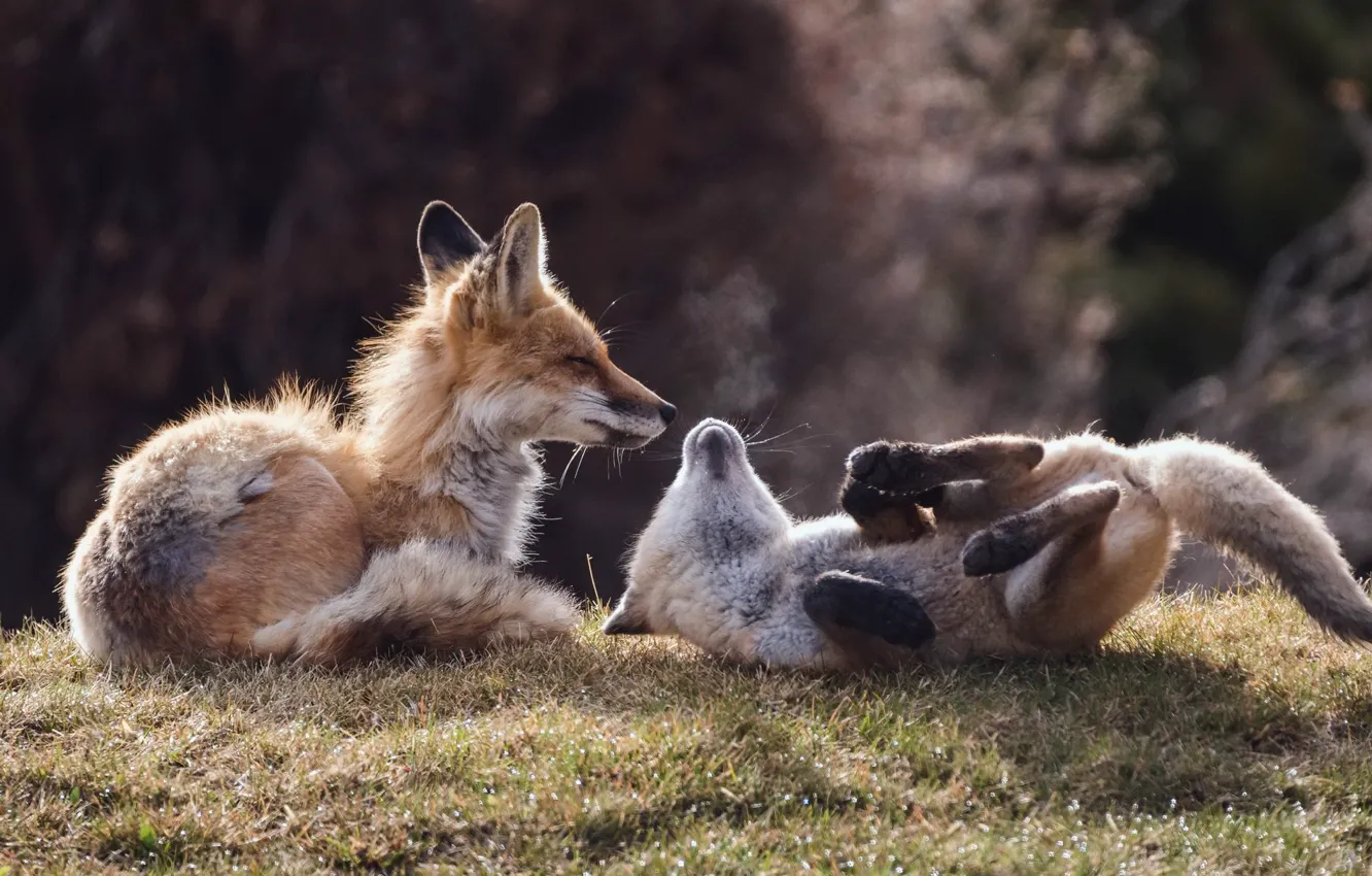 Photo wallpaper summer, nature, Fox