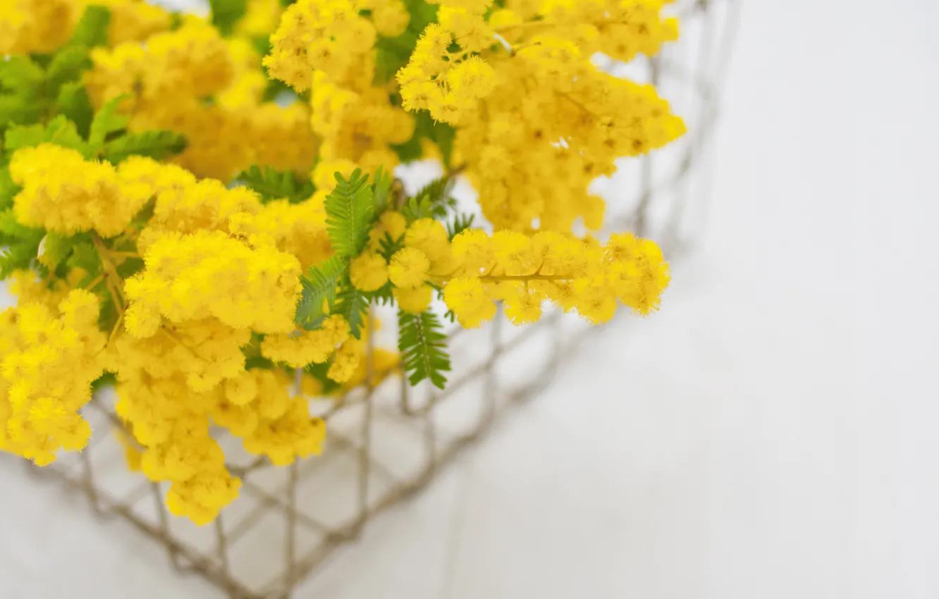 Photo wallpaper spring, flowering, Mimosa