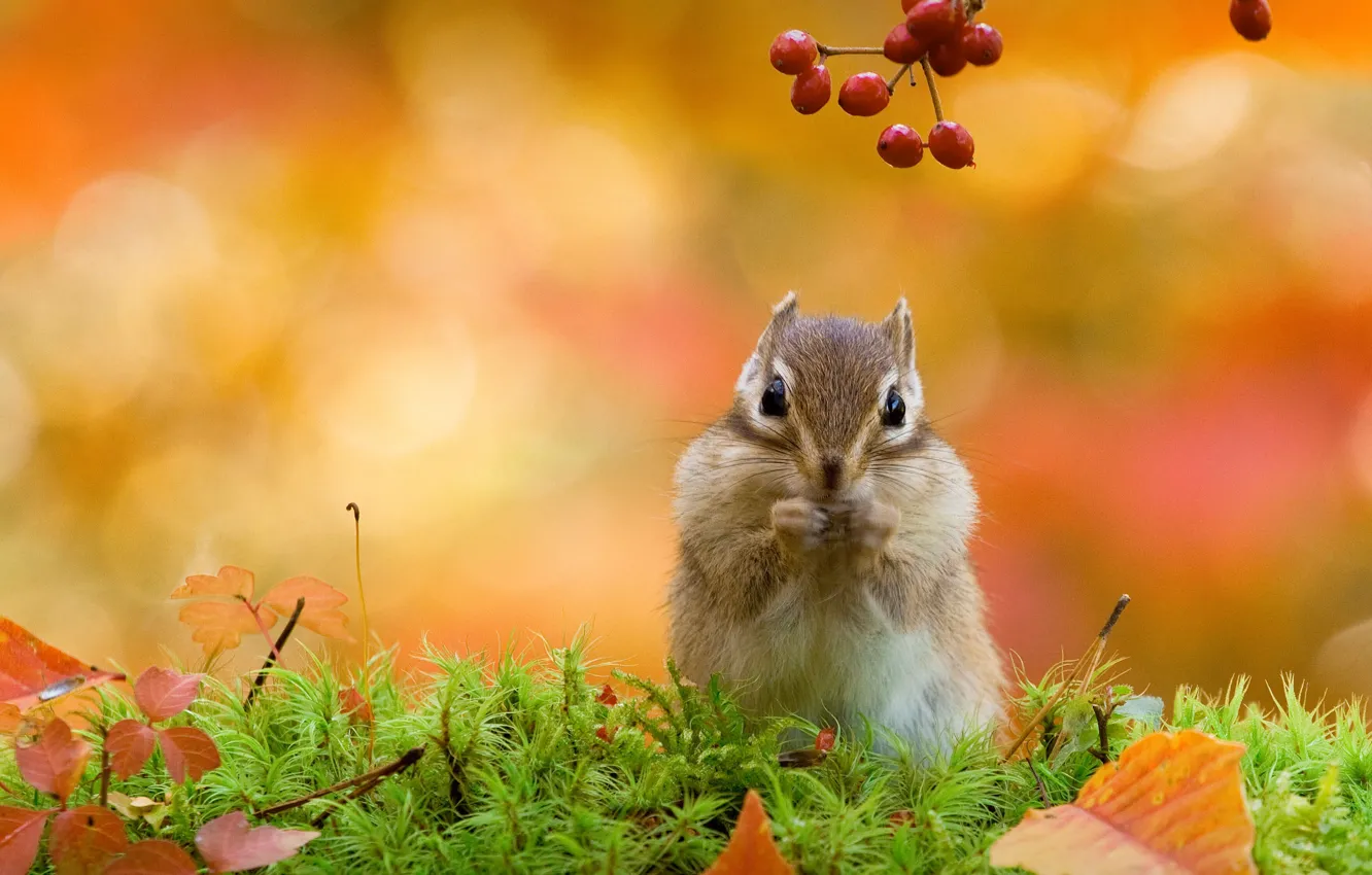Photo wallpaper autumn, nature, Chipmunk, rodent