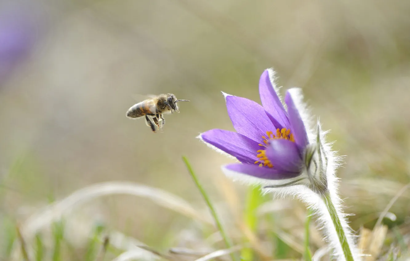 Photo wallpaper flowers, bee, insect, Pulsatilla vulgaris