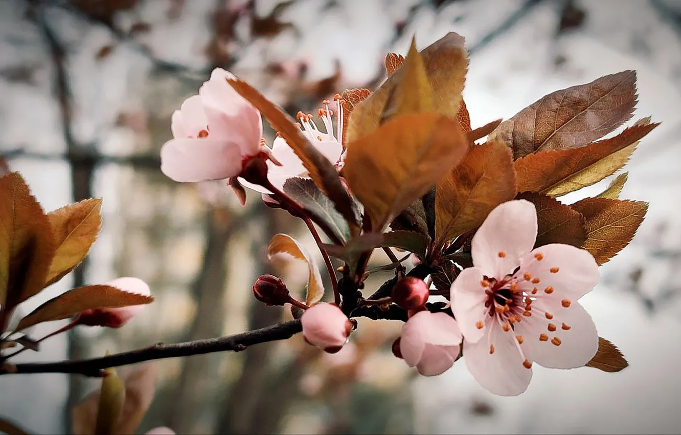 Photo wallpaper flowers, nature, background, spring, nature, flowers, kitaika, background