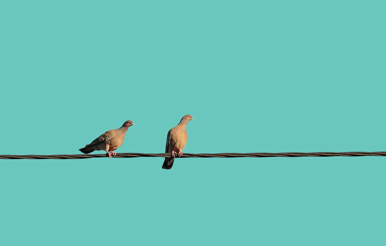 Photo wallpaper pair, pigeons, wire