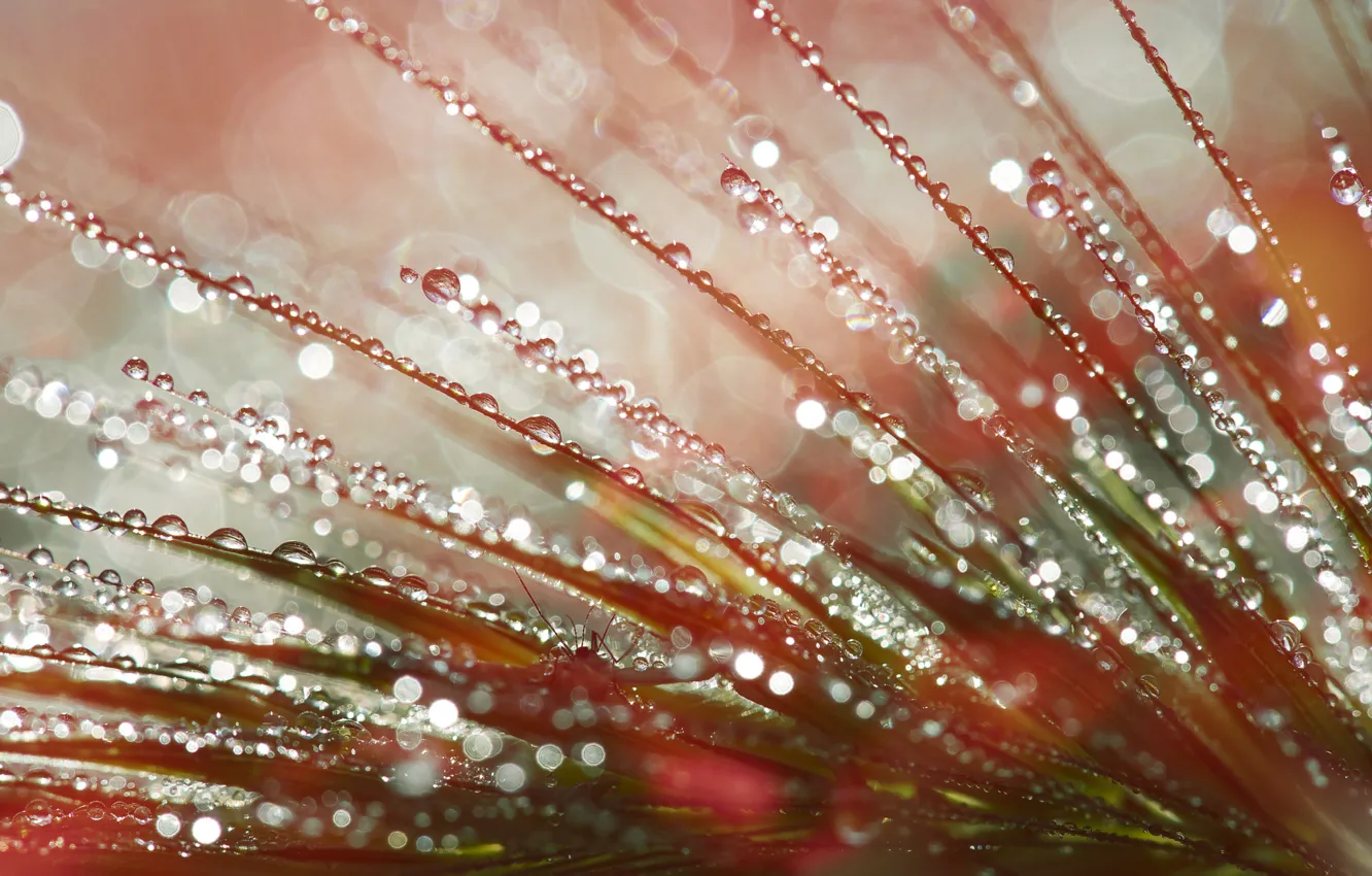 Photo wallpaper water, drops, macro, plant