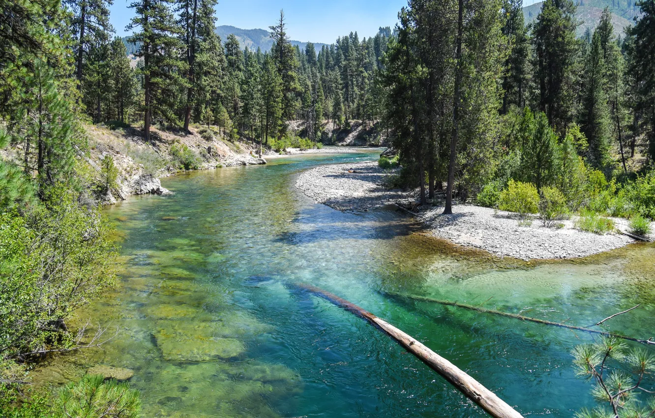 Photo wallpaper forest, river, coniferous