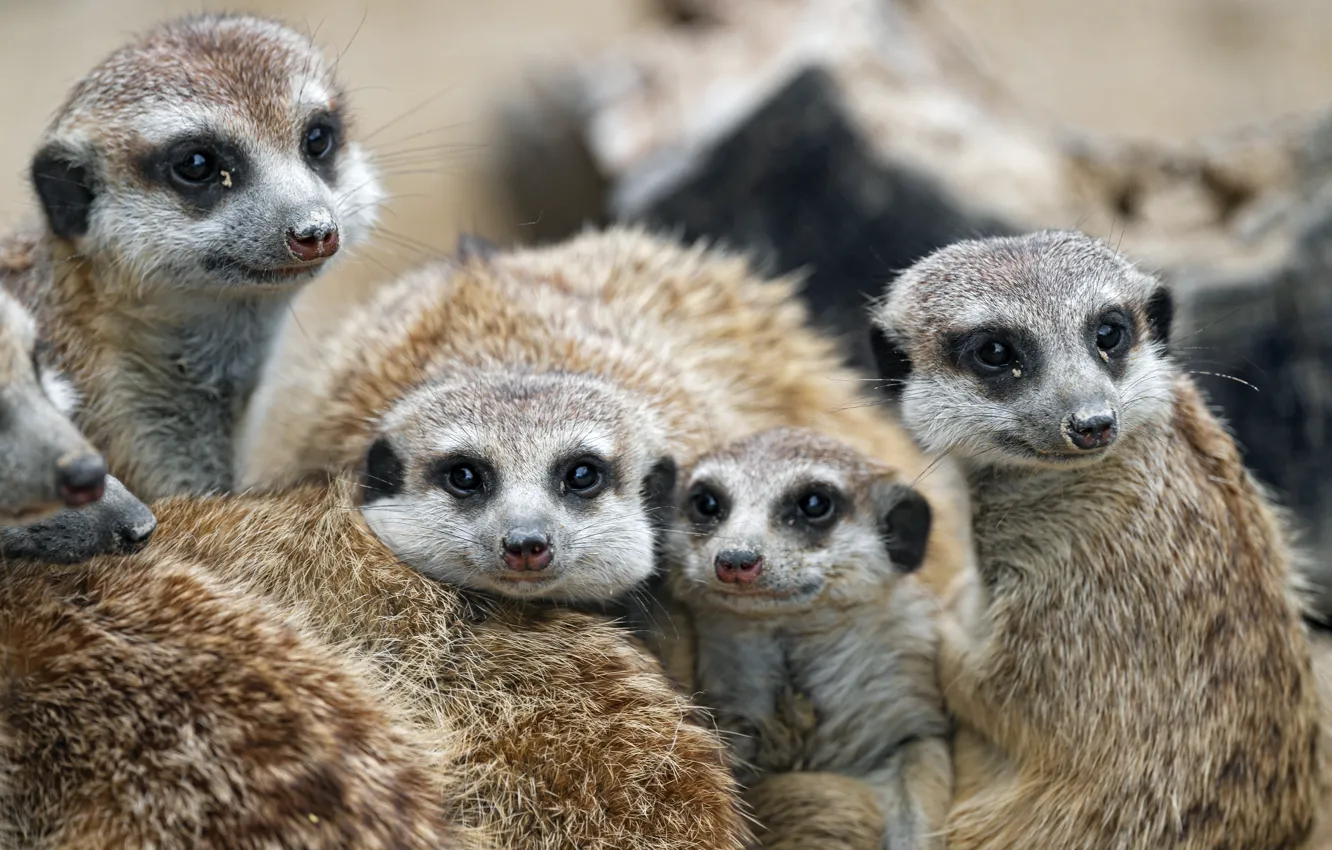 Photo wallpaper meerkats, family, kids, cute