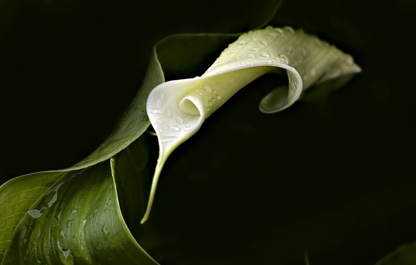 Photo wallpaper flower, the dark background, leaf, Calla