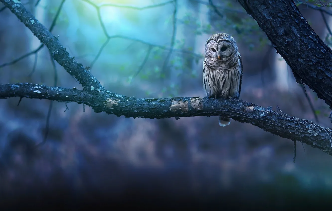 Photo wallpaper background, tree, owl, branch