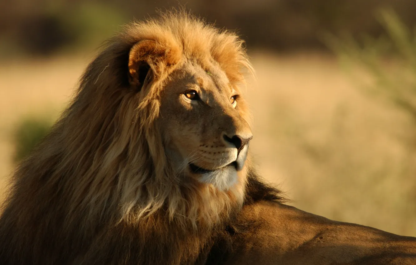 Photo wallpaper animals, Savannah, wild cats, Africa, lions, wild cats, lions, africa