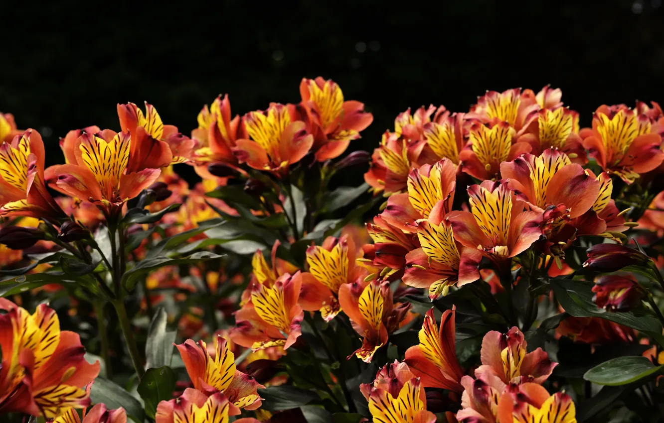 Photo wallpaper orange, flowering, alstomeria