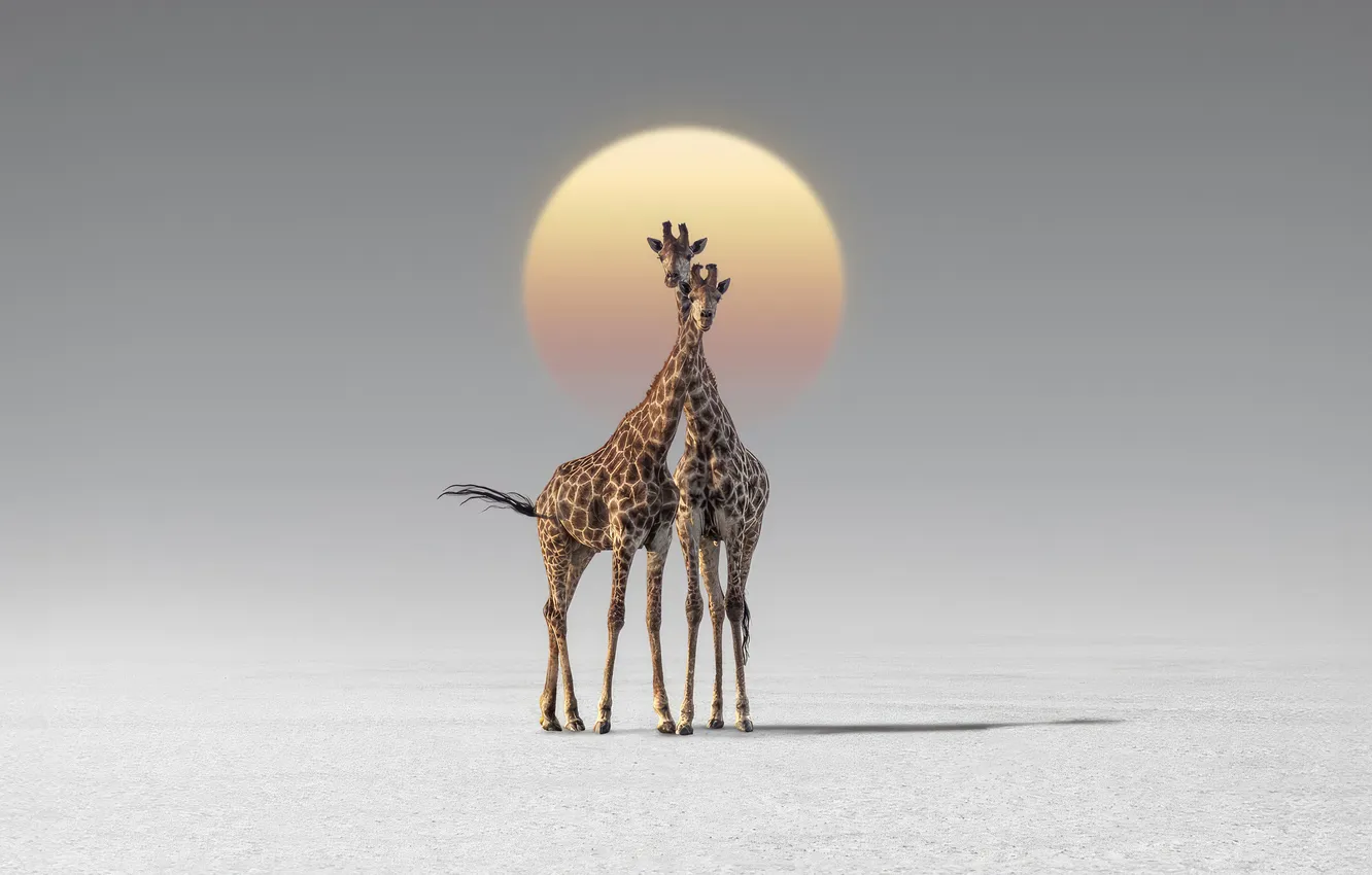Photo wallpaper animals, couple, Africa, Giraffes