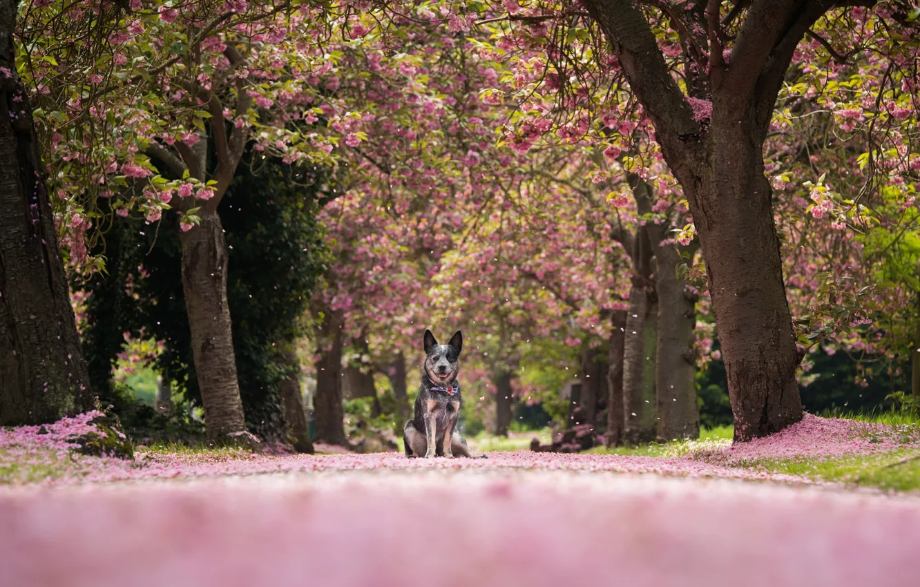 Photo wallpaper trees, nature, dog, petals, alley, Australian cattle dog, Australian Heeler