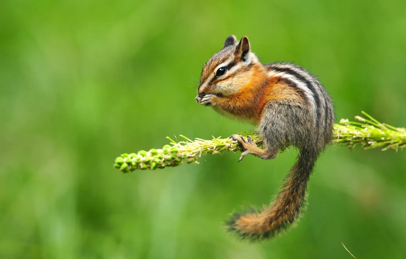 Photo wallpaper branches, Chipmunk, rodent