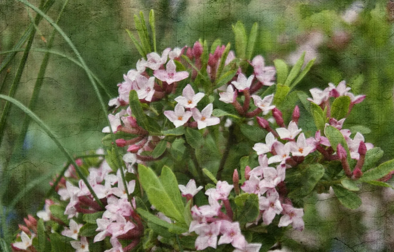 Photo wallpaper flowers, nature, style, texture