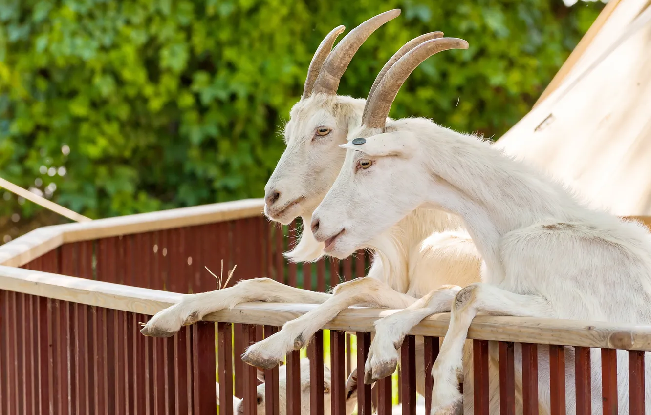 Photo wallpaper goat, pair, goat, hooves