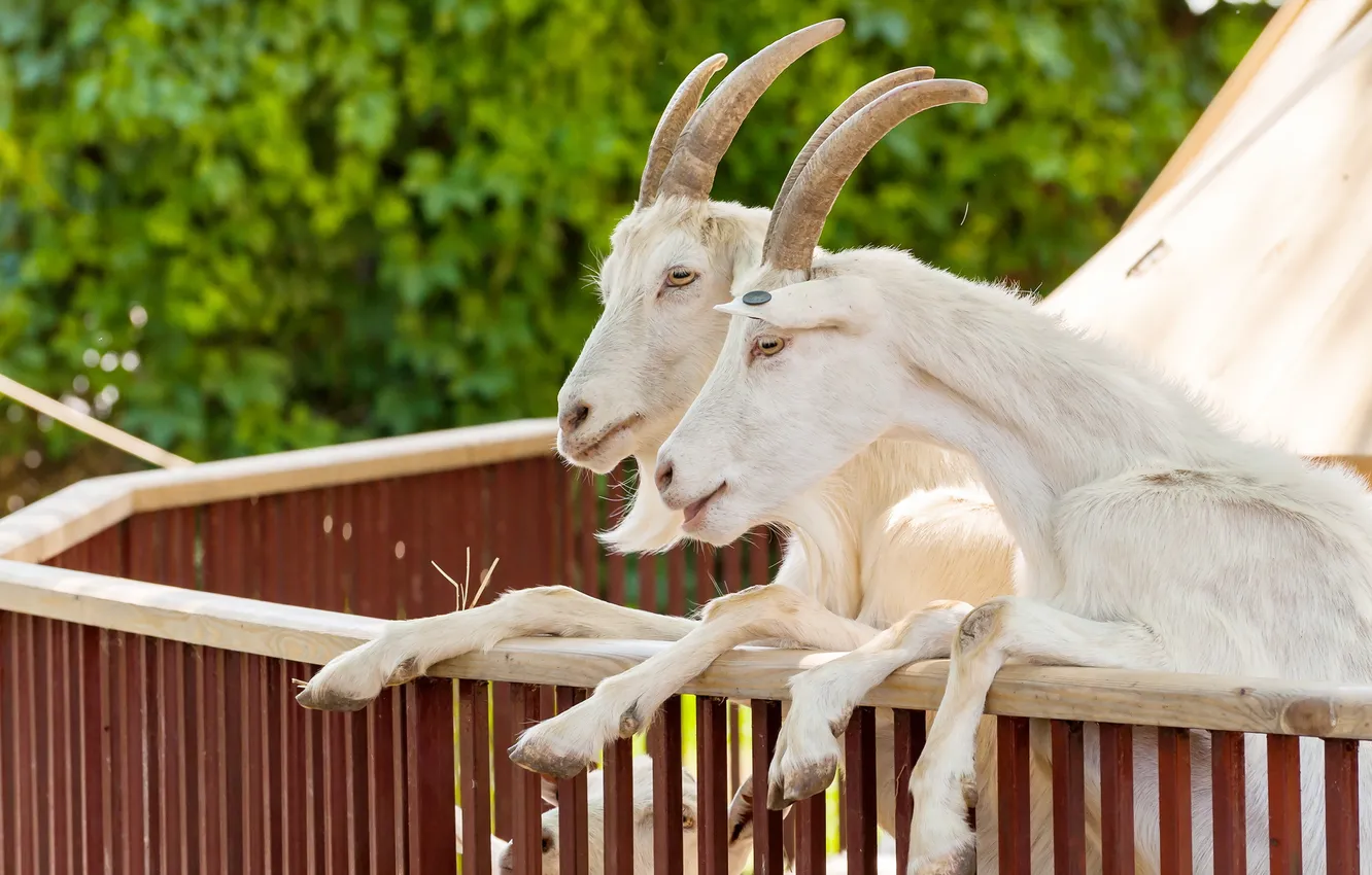 Photo wallpaper pair, goat, hooves, goat