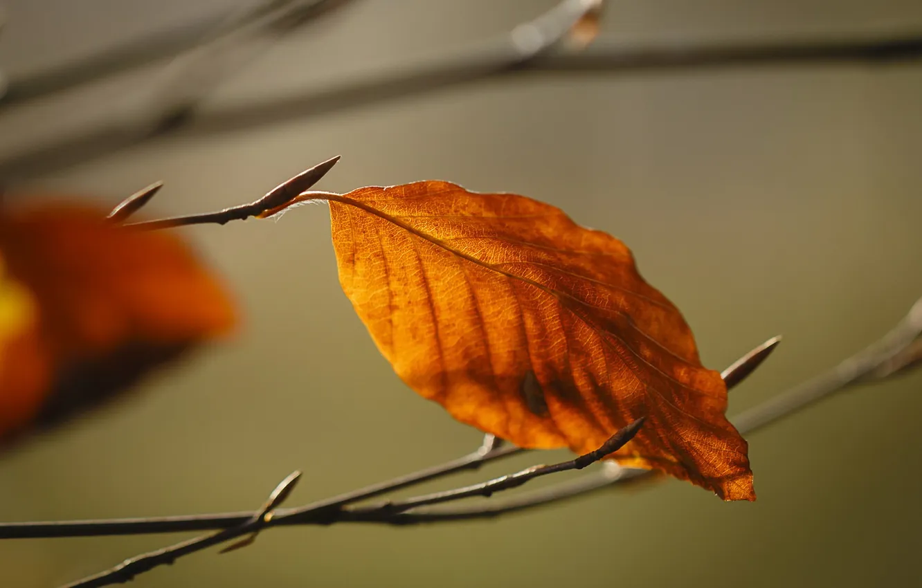 Photo wallpaper autumn, leaves, nature