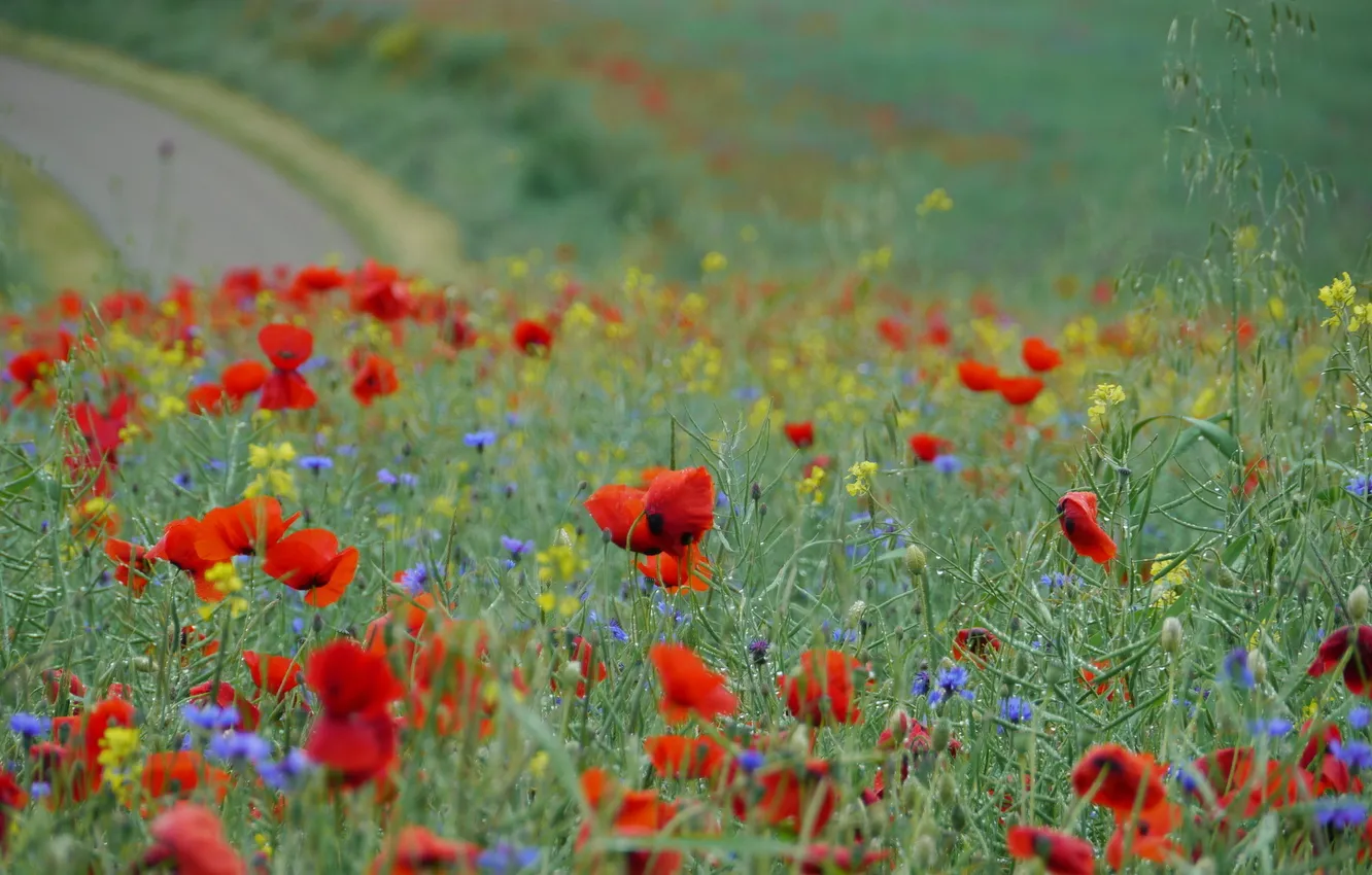 Photo wallpaper field, flowers, Maki