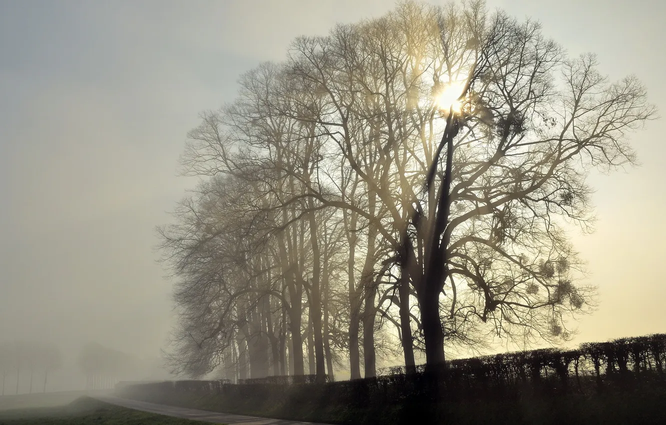 Photo wallpaper trees, landscape, fog, morning