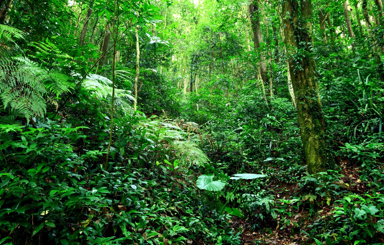 Photo wallpaper greens, forest, grass, leaves, trees, branches, tropics, jungle
