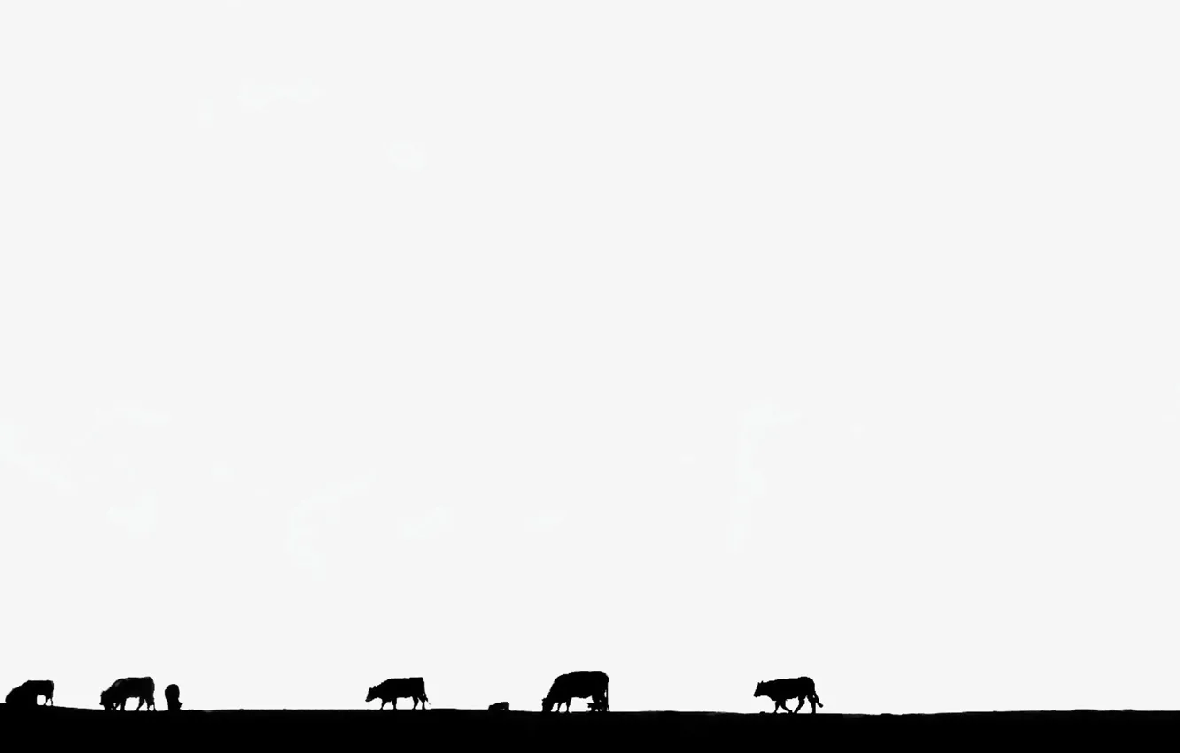Photo wallpaper background, cows, silhouette