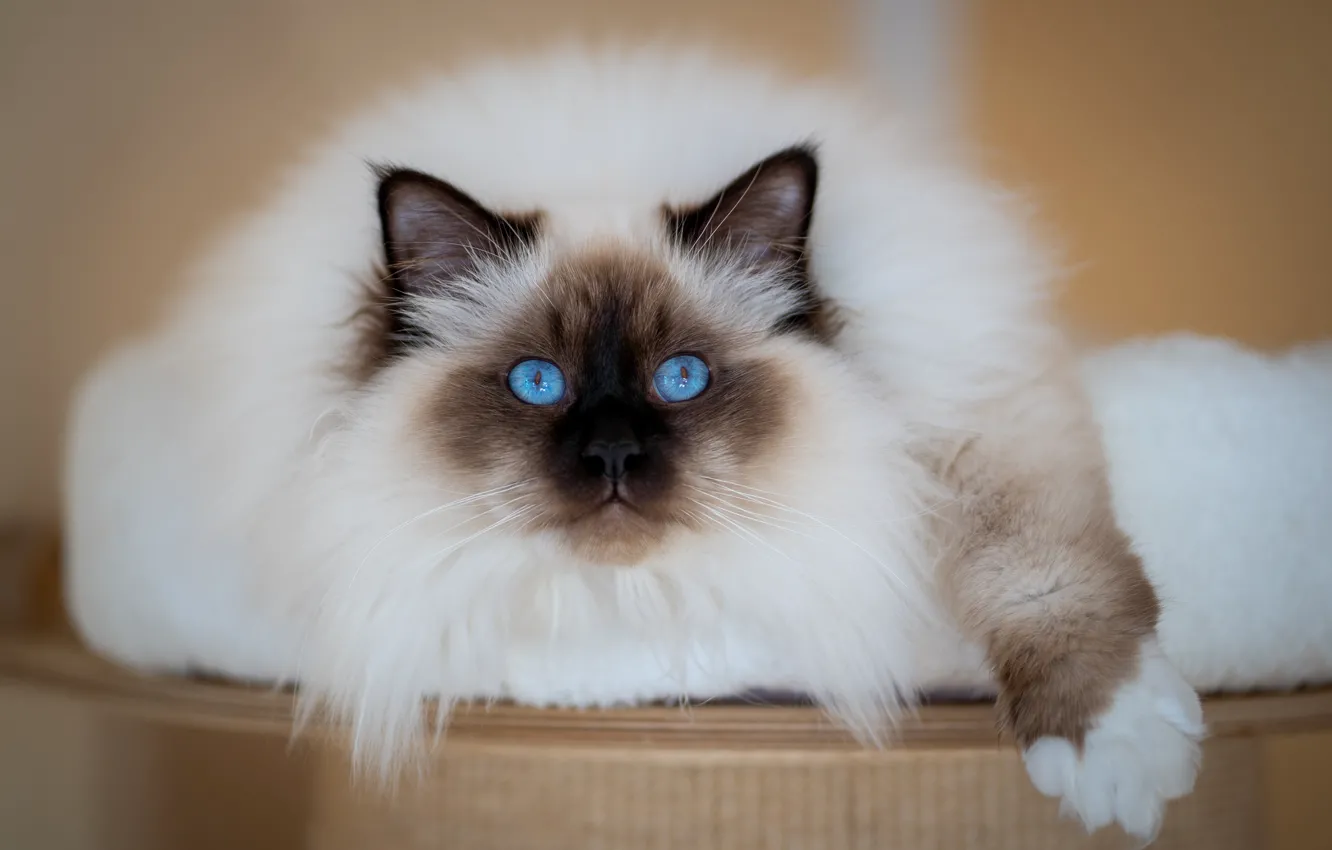 Photo wallpaper cat, cat, look, pose, blur, lies, blue eyes, face