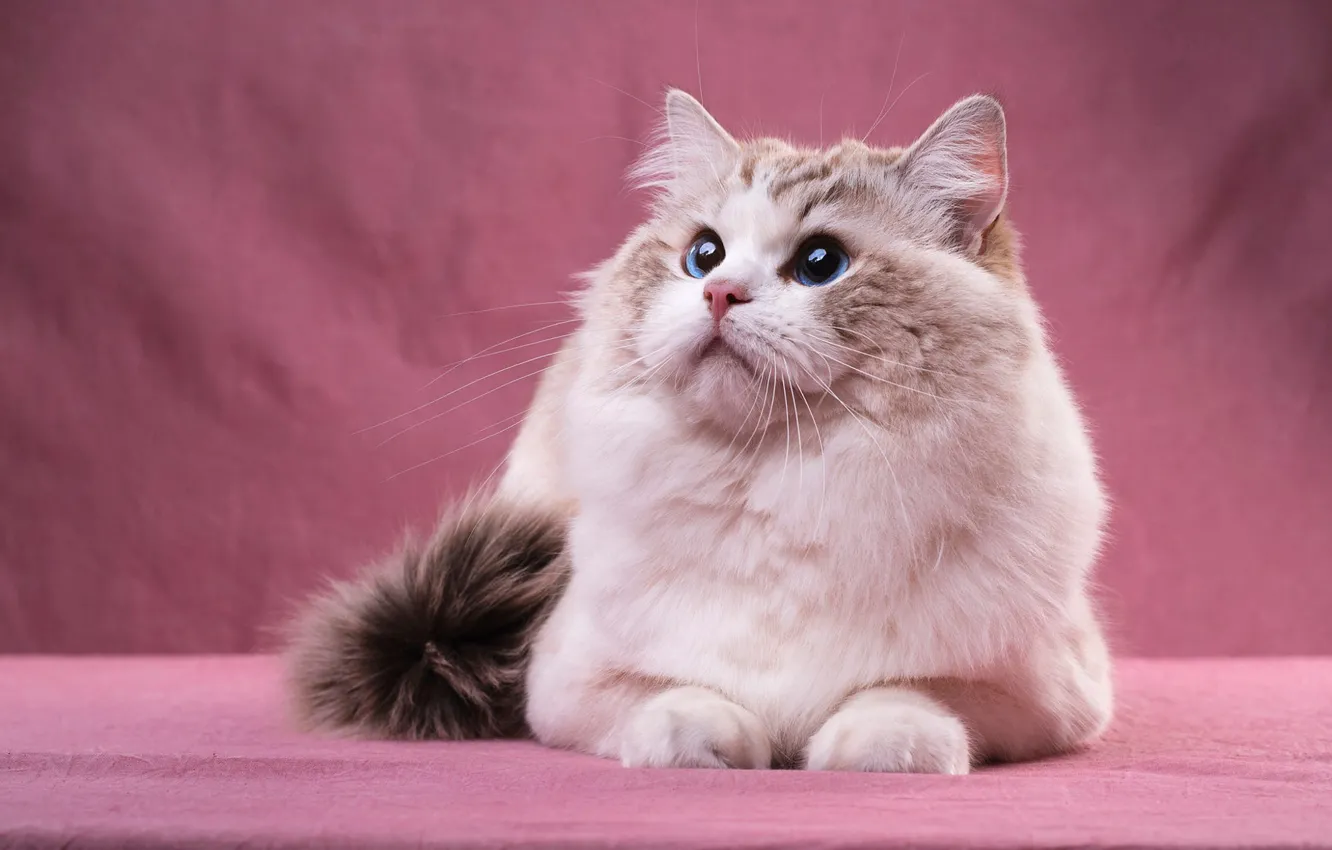 Photo wallpaper cat, cat, look, face, pose, portrait, lies, blue eyes