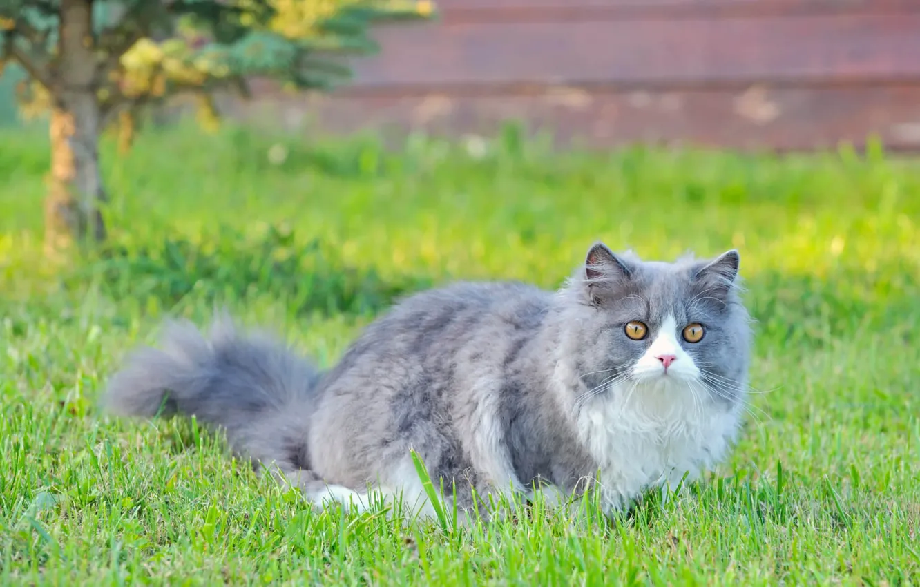 Photo wallpaper cat, grass, cat, nature, fluffy, walk, grey with white