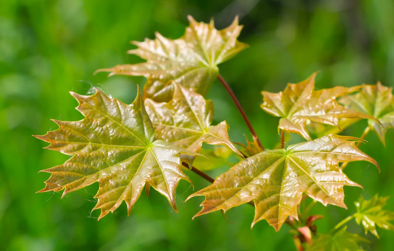Photo wallpaper spring, leaf, twig