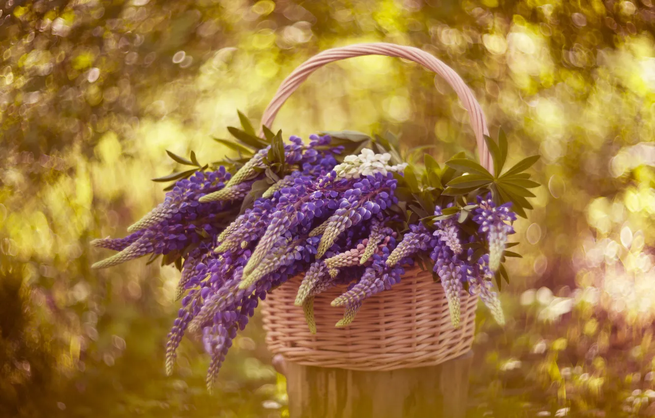 Photo wallpaper background, basket, lupins