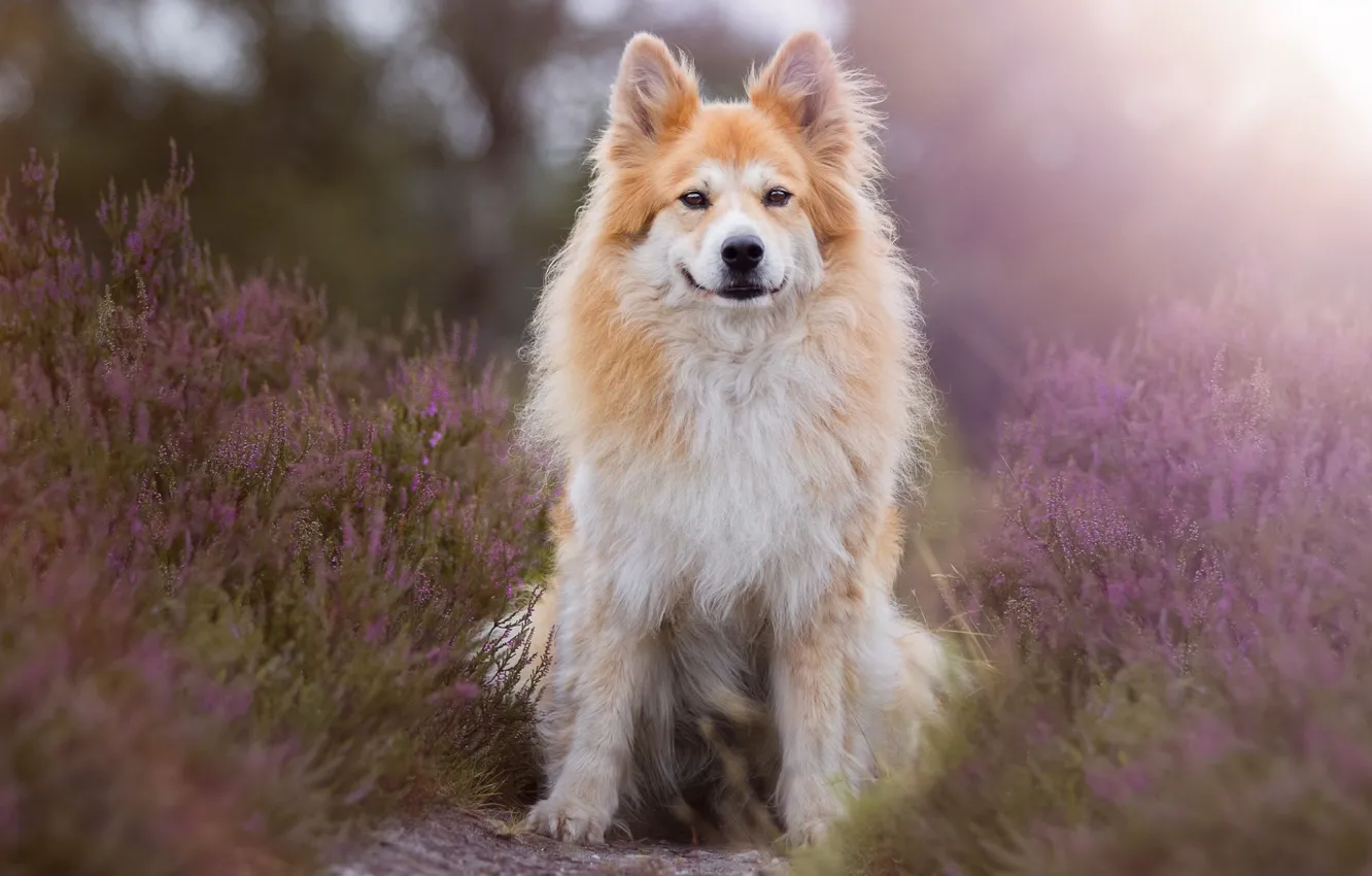 Photo wallpaper look, face, light, flowers, nature, pose, smile, dog