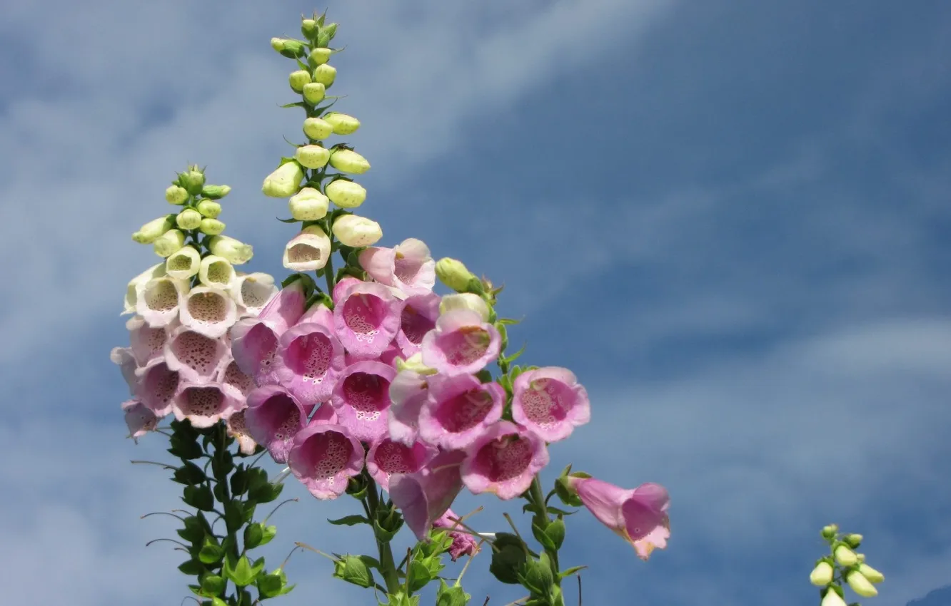 Photo wallpaper the sky, flowers, digitalis