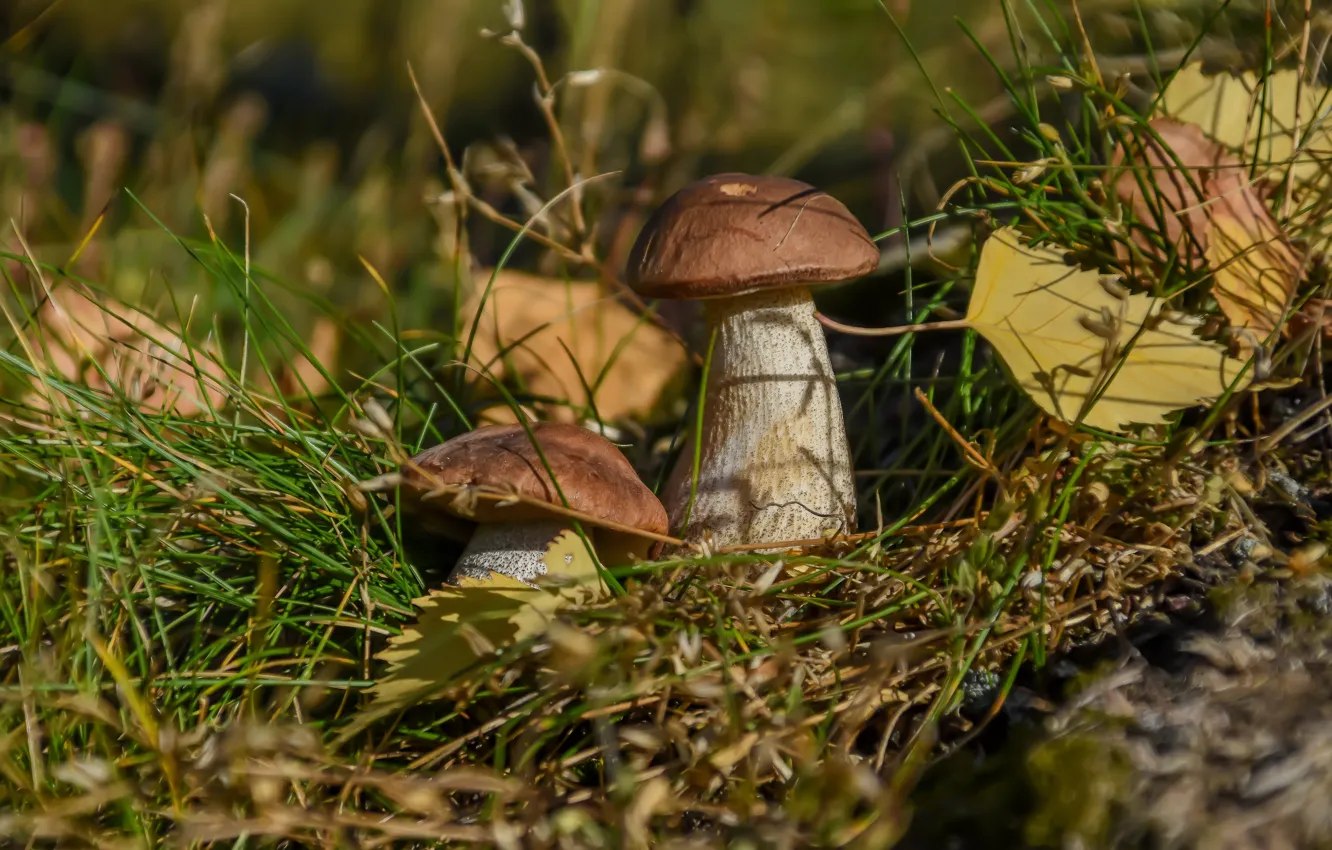 Photo wallpaper autumn, forest, nature, mushroom