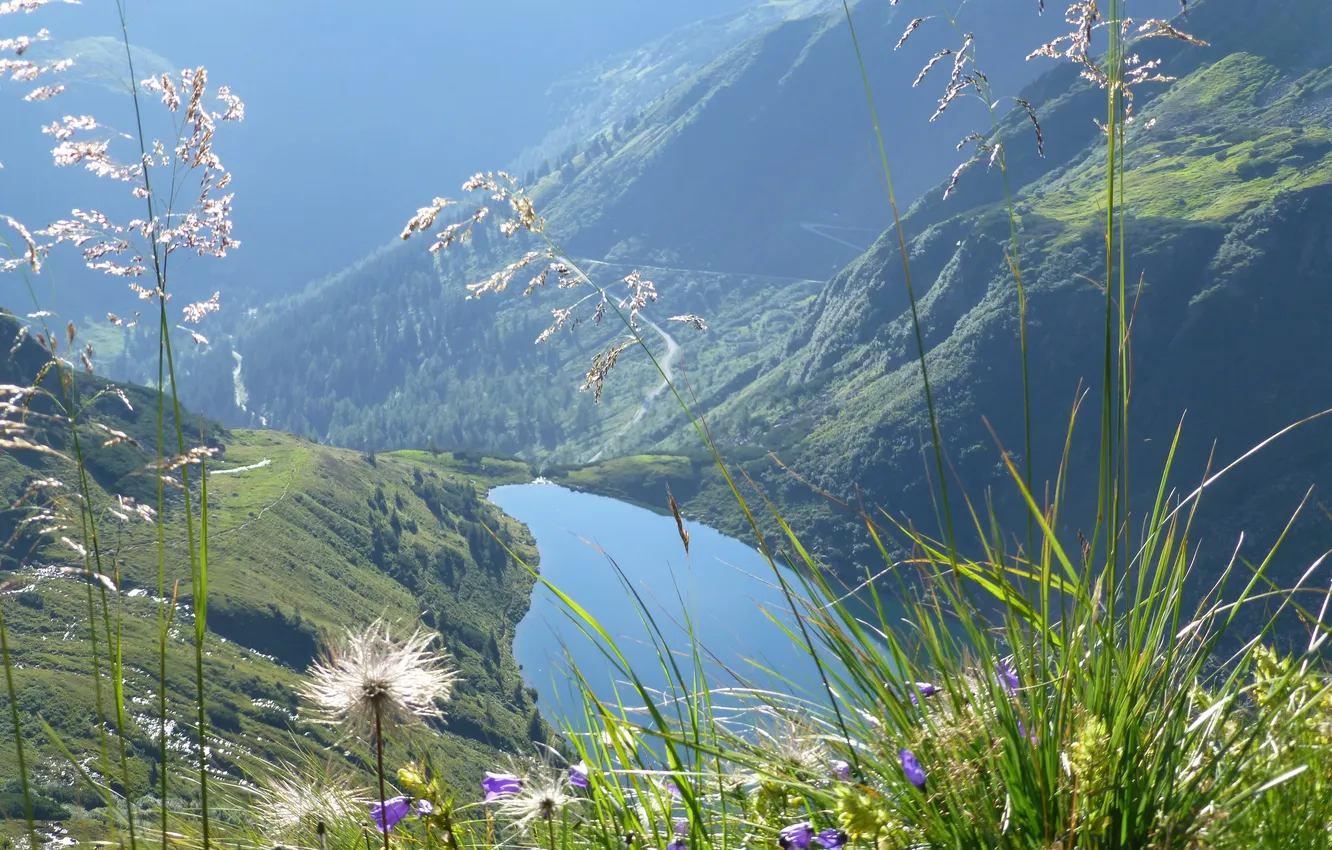 Photo wallpaper field, forest, trees, landscape, flowers, mountains, nature, lake