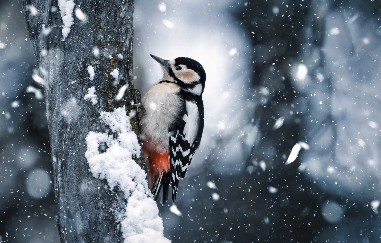 Photo wallpaper winter, trees, bird, woodpecker