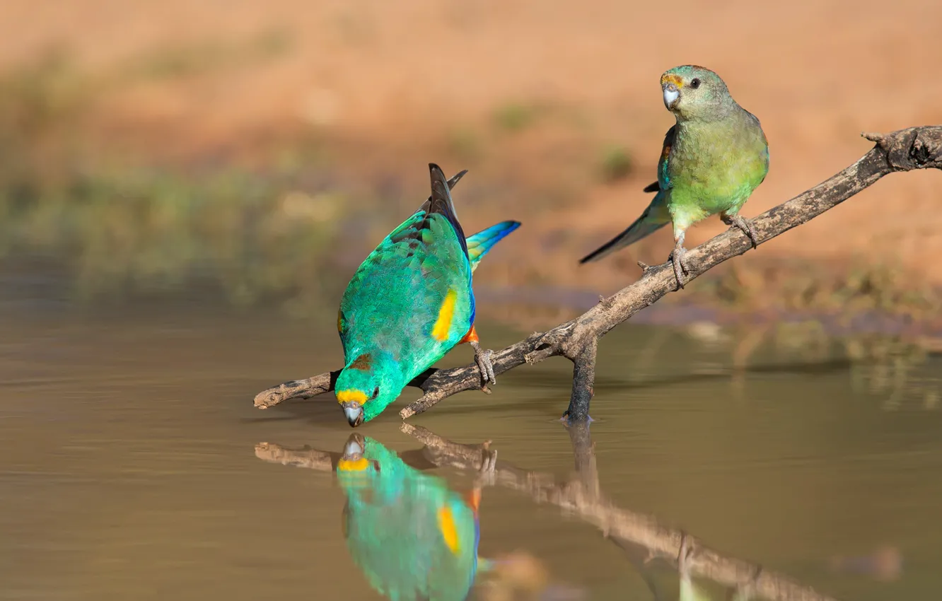 Photo wallpaper branches, nature, pose, green, reflection, bird, shore, two