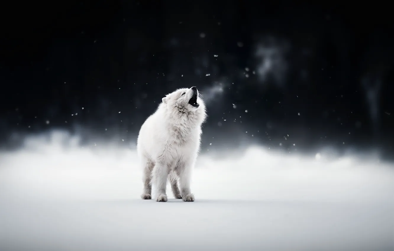 Photo wallpaper winter, each, dog