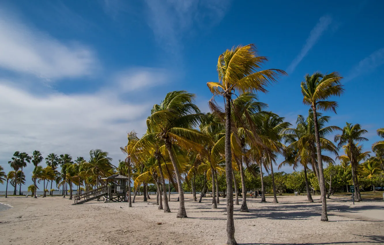 Photo wallpaper Beach, Tropics, Palm trees