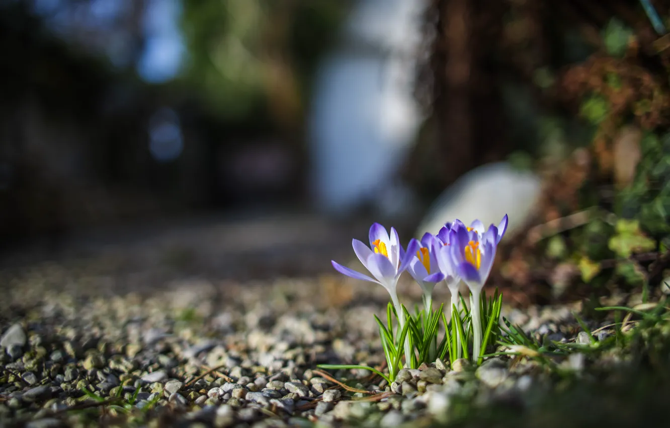 Photo wallpaper blue, spring, crocuses, saffron