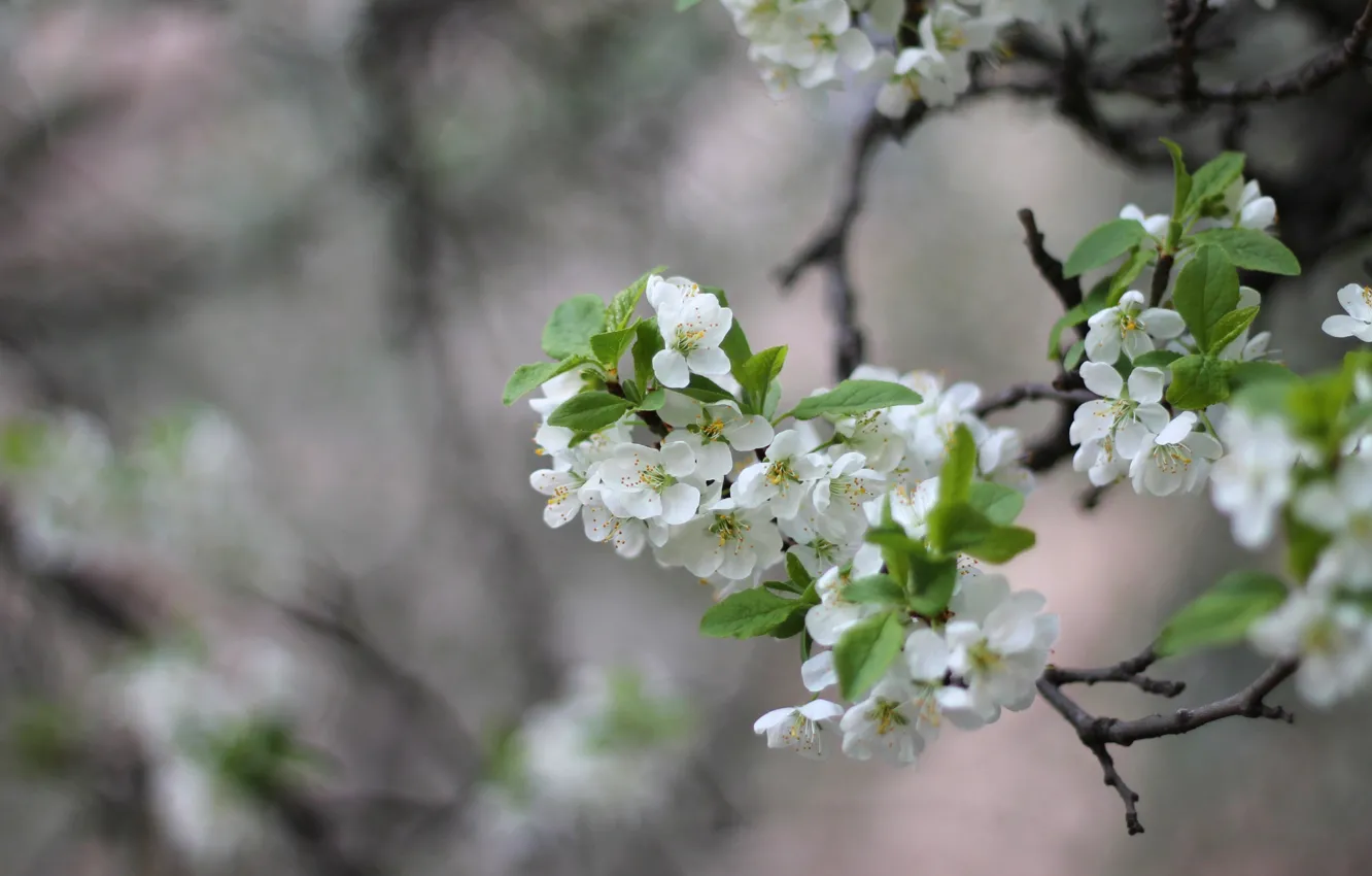 Photo wallpaper branches, spring, drain