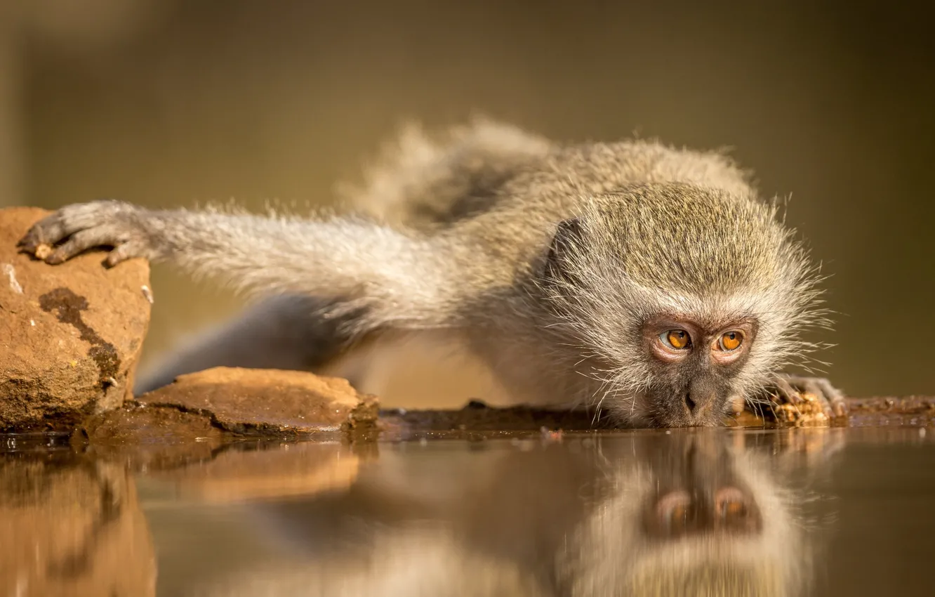 Photo wallpaper monkey, drink, South Africa, Simanga
