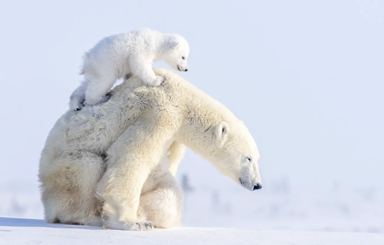 Photo wallpaper winter, animals, snow, predators, bears, bear, cub, bear